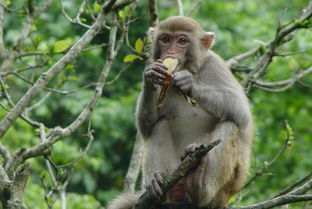 中国养什么猴子不犯法 中国允许养的猴子叫什么