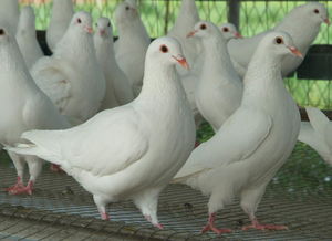 比赛鸽子的养殖方法,谁有好的鸽子养殖经验技巧和注意事项分享一些