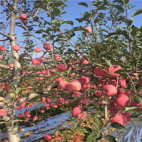 苹果几年结果种植苹果树几年能挂果,瑞普丽苹果树栽种后几年挂果？