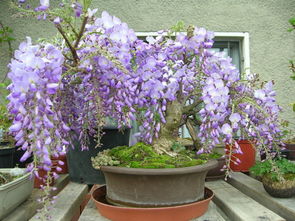 紫藤花适合什么地区种植,紫藤适合种植的省份？