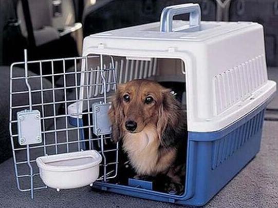 快递可以寄宠物寄活体吗 专门运送宠物的物流公司你可以了解下 