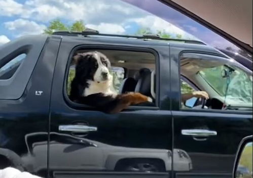 美国一只宠物狗模仿人坐在汽车后座 爪子搭在车窗上兜风