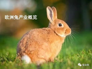栾超 欧洲兔产业概览及欧盟如何应对AGP的禁用