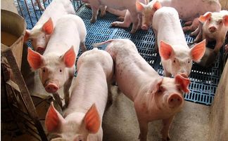 猪场抗生素该如何正确使用