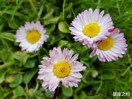 在2月份,桃花怒放,前任回眸,爱情回归的三大星座