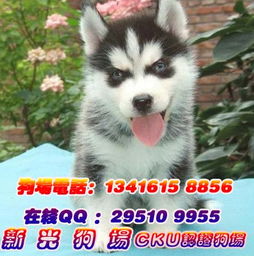 广州哪里有狗场,广州哪里有卖狗 广州宠物狗多少钱一只 