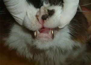 猫咪牙齿断了（猫咪牙齿从牙根部断了）