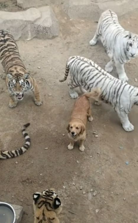 动物园虎群中惊现一只金毛,游客看得心惊胆战,园方 那是老虎的妈