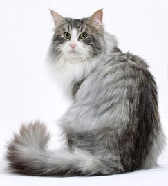 挪威森林猫适合家养吗,缅因猫和挪威森林猫哪个好养？