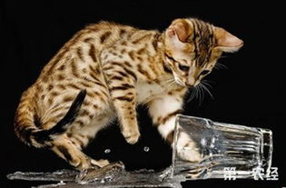 为什么猫会怕水 怎么给猫洗澡