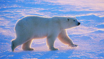 当雪橇犬遇上北极熊 看多少次都不厌烦