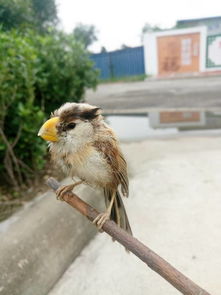 这是什么鸟啊 在河里捞上来的 