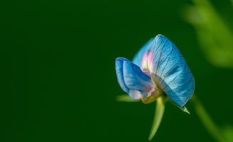 鸢尾花欣赏评述的作文