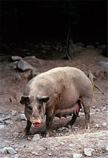 拉丁美洲如何适应欧洲的养猪技术