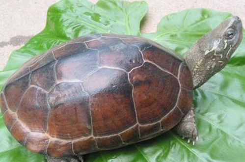 乌龟怎么分辨公母 乌龟交配前有什么征兆吗 