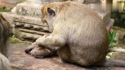 猴妈给小猴抓虱子,小猴直接睡着了,那睡姿真的好逗 