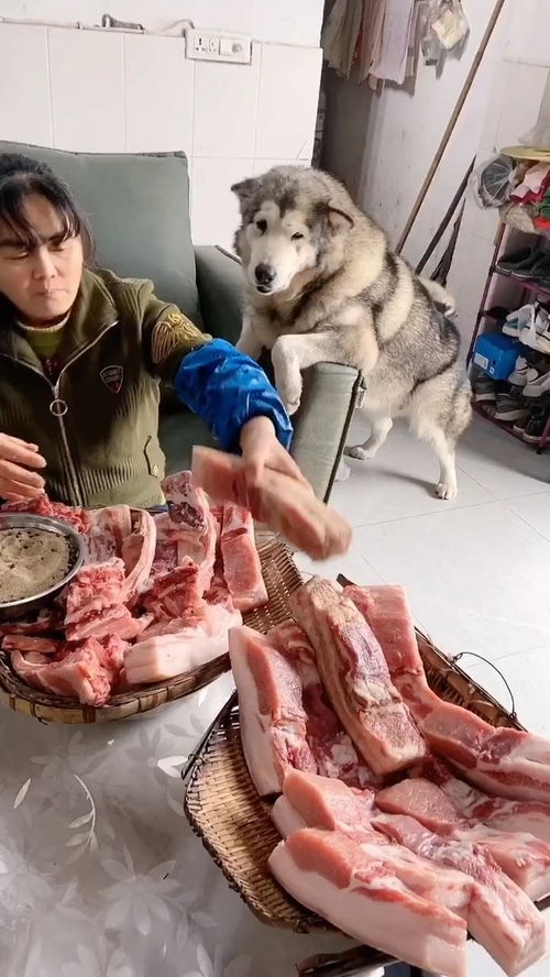 小狗美食冷知识(狗狗美食大餐)