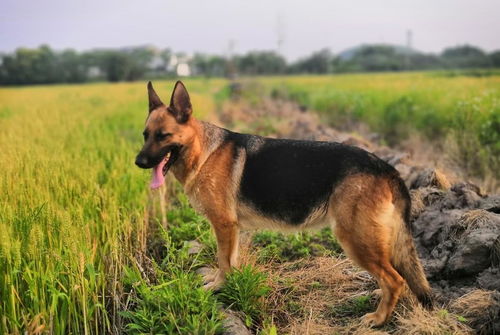 丝毫不比外国纯种狗差的10种中国本土狗