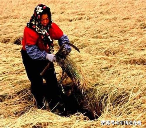 我和母亲在麦子地里干 趁爸爸不在偷日妈妈