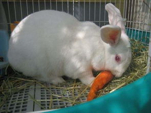 兔子为什么不吃红萝卜 