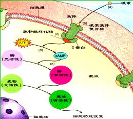 细胞信号转导中,转导蛋白和第二信使有什么区别 