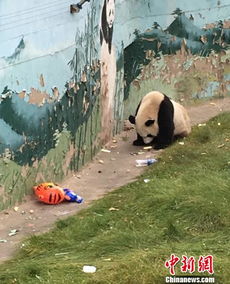 太原动物园 熊猫吃垃圾 调查 熊猫状况良好 