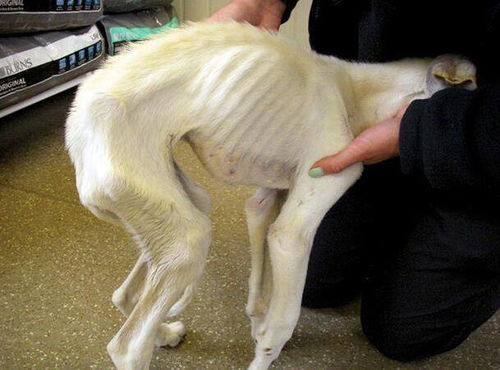 世界上最瘦的狗,看得心痛