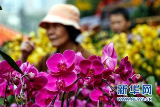 新春走基层 花卉市场看反腐 平民消费成主流 