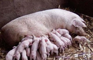 做好母猪产后工作,有效提高养殖效益