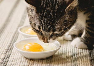 辟谣,喂猫咪鸡蛋能补充牛磺酸 喂错啦,十个鸡蛋也抵不上一块肉