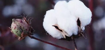 棉花种植时间与生长周期,种棉花最佳时间？