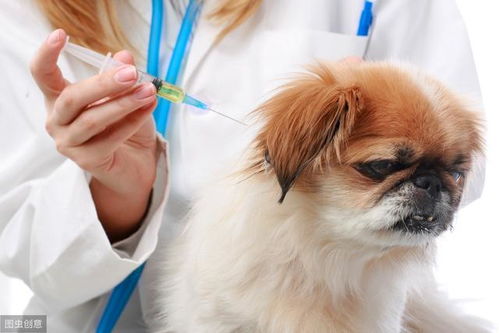 给狗狗打完疫苗后,你们有观察30分钟再离开宠物医院的习惯吗 