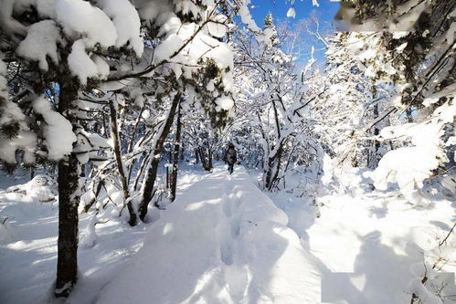 凤凰山景区 玩雪赏雪滑雪融为一体,邀您体验冬情雪趣