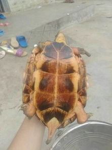 我爸在橡胶园里捡到一只山龟,叫什么龟呢 请问这种龟值钱吗 好养吗 