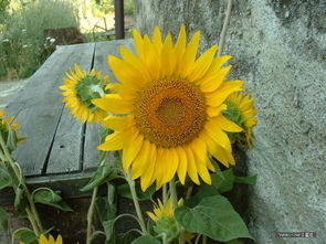 太阳花籽怎么种植方法,有些太阳花为什么不会结籽？