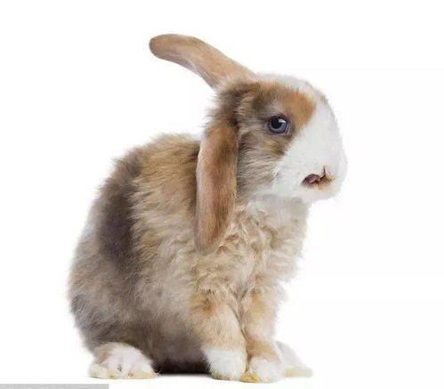 怎么辨别兔子的公母 公兔的睾丸隐藏在肚子里