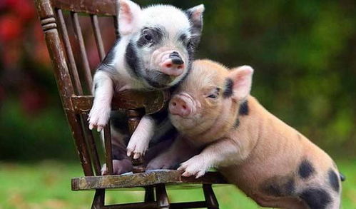 如果一头猪不被吃,最高活到多少岁 答案让人有点不相信