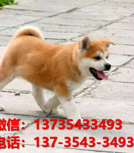 重庆犬舍出售纯种秋田犬宠物狗市场在哪卖狗 网上哪里有狗买