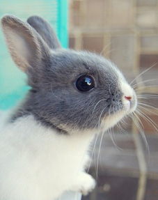 20种兔兔身体语言大解说 