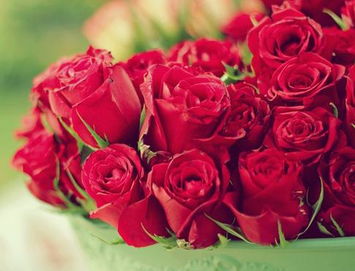 玫瑰花语大全之19朵玫瑰代表忍耐与期待 