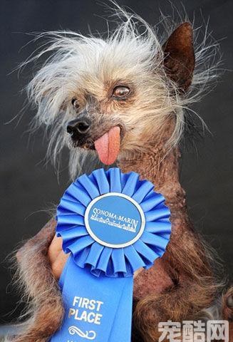世界最丑犬大赛历届冠军 2009 2017 赏析,没有最丑,只有更丑