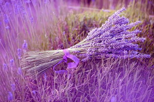 天堂香谷 川西高原居然有这么美的薰衣草,媲美普罗旺斯