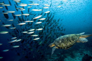 海底世界海洋生物海鲜水产摄影图片素材 模板下载 3.05MB 其他大全 标志丨符号 