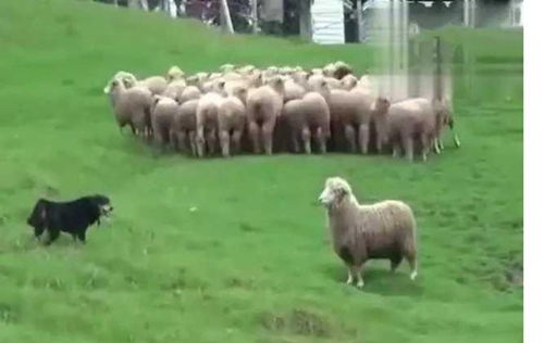 牧羊犬帮主人赶羊,其中一只想挑衅它,狗子一怒之下教它做羊
