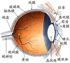 做完眼球摘除手术吃什么对眼睛恢复有帮助