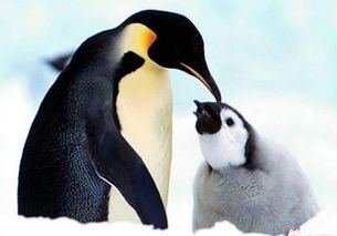 妈妈生,爸爸养 企鹅传宗接代的规则