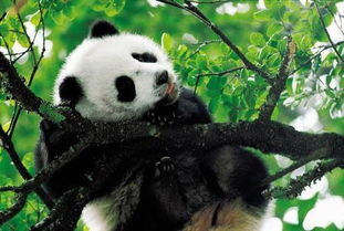 抱回家一只大熊猫当宠物的梦想 5 