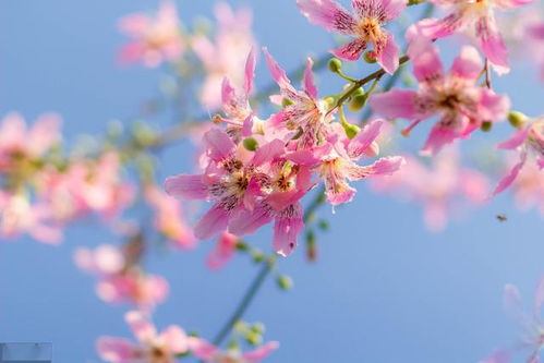 看庭前花开花落望空中云卷云舒