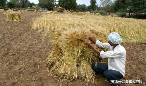 人均粮食产量仅为中国5成的印度,为何成为全球最大稻米出口国