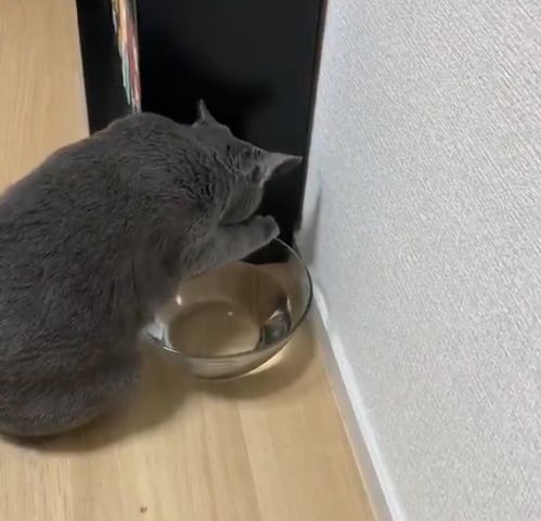 猫咪的水碗经常打翻,猫奴换上结实玻璃碗后气死 你故意的
